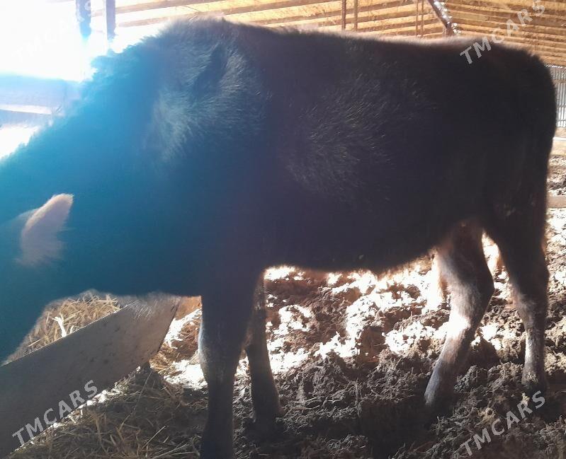 goleler - Байрамали - img 1