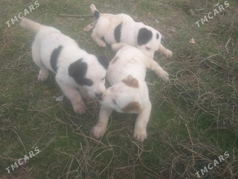 turkmen iti - Bedew - img 1