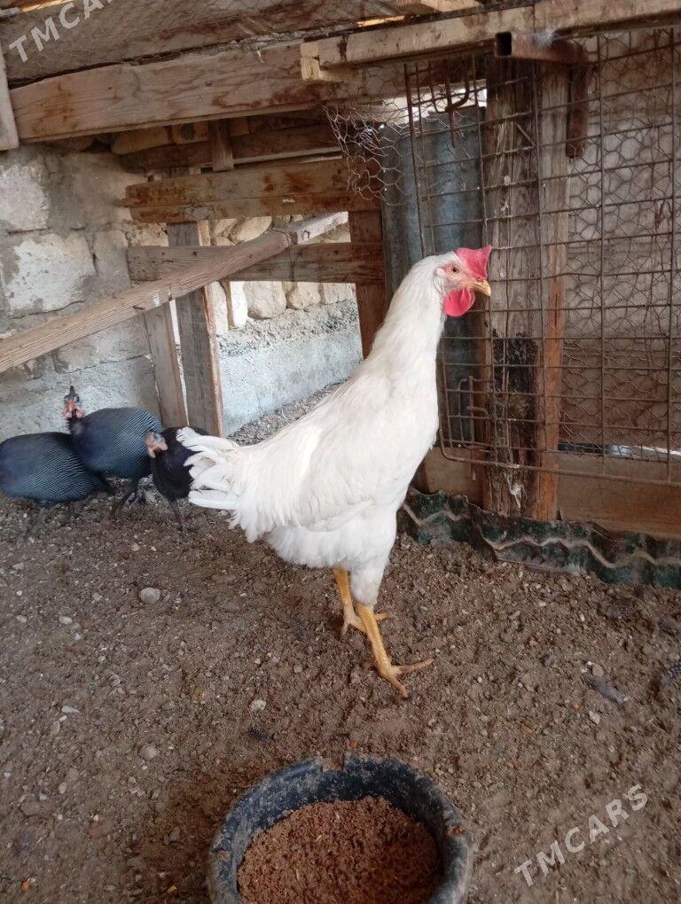 armiyan horaz - Balkanabat - img 1