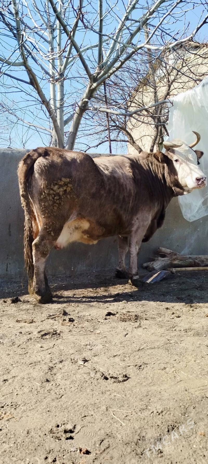 Gibrit sygyr baklan - Бахарден - img 1