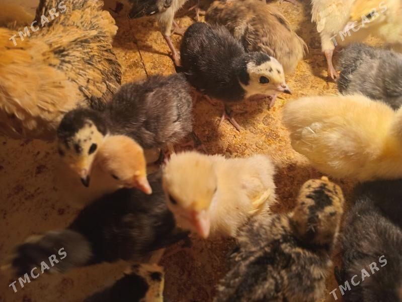 induk jije - Сакар - img 1