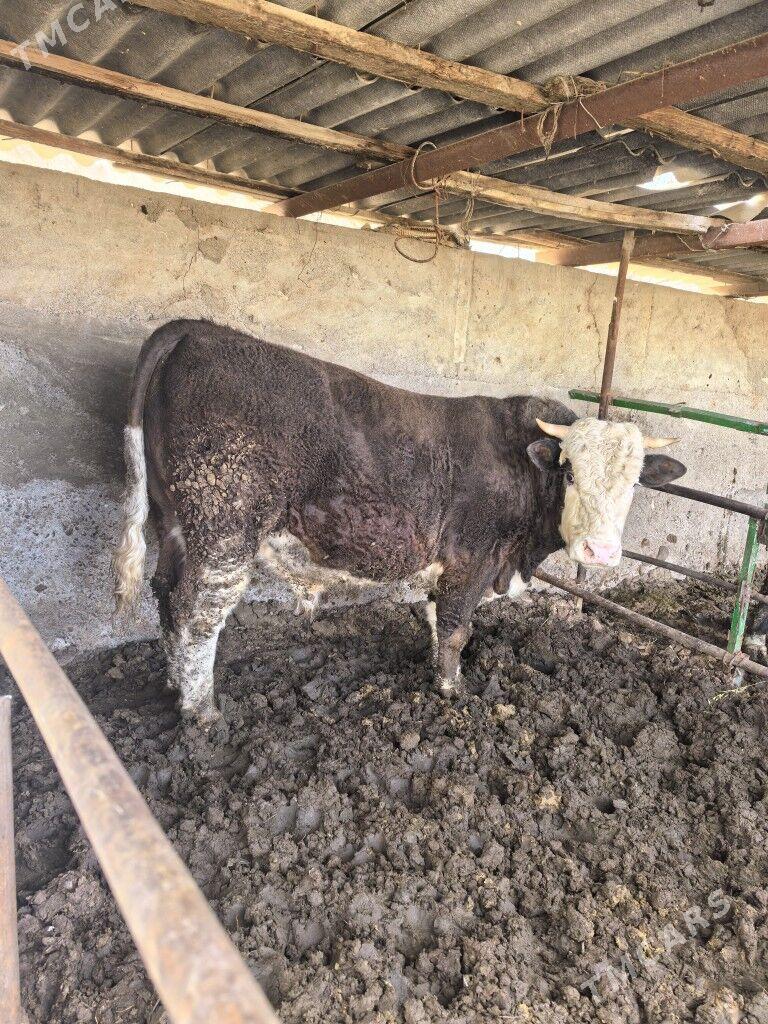 Okuz - Aşgabat - img 1