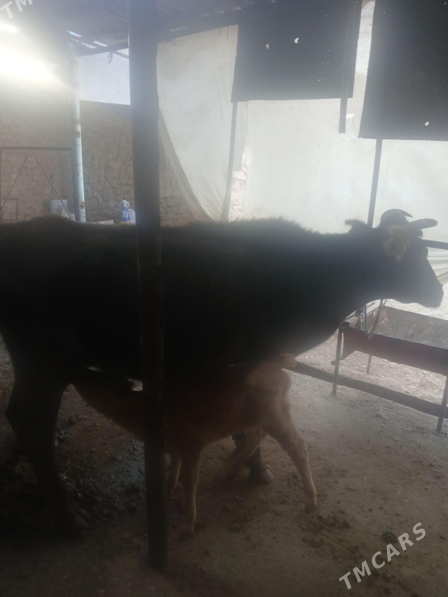 goleli sygyr - Gyzylarbat - img 1