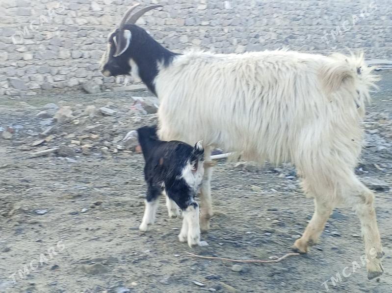 Goýunlar we geçiler - Bäherden - img 1