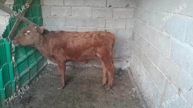 okuz - Ýalkym - img 1