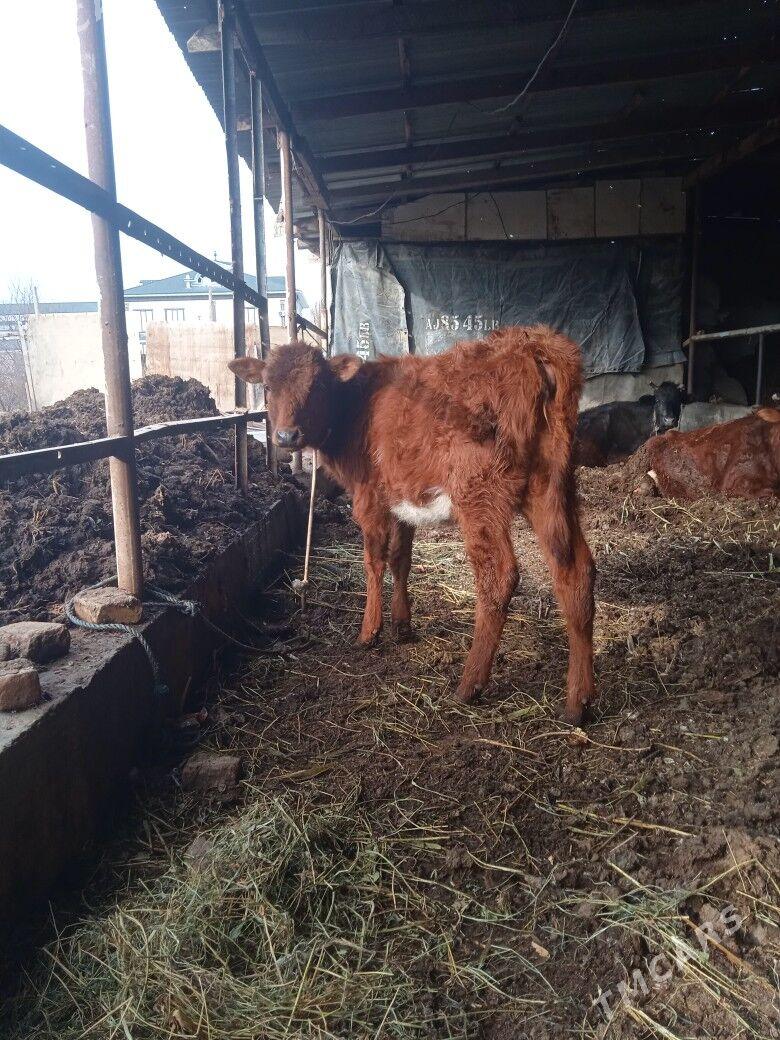 unajyn - Türkmenabat - img 1