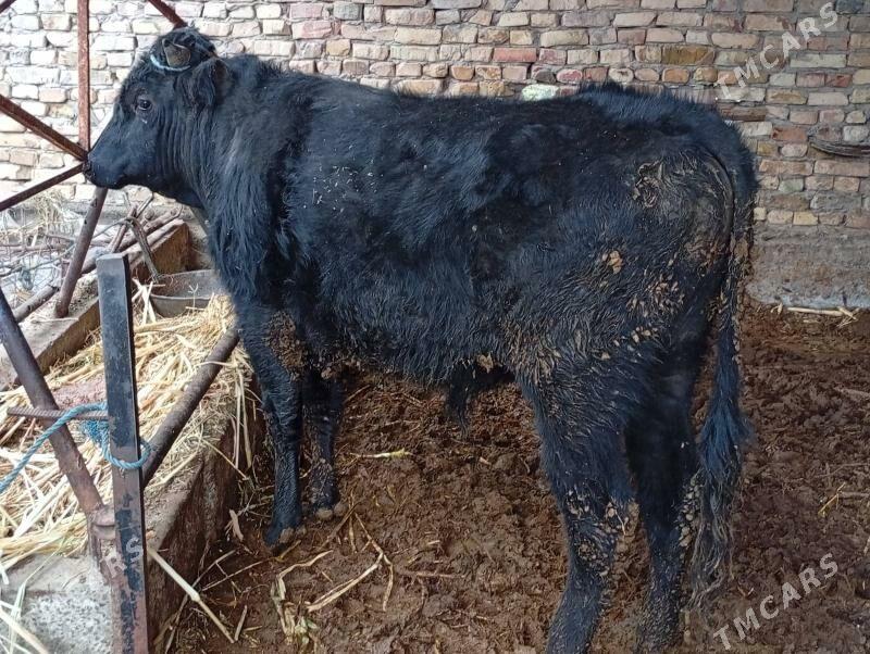 okuz,unajyn - Dänew - img 1