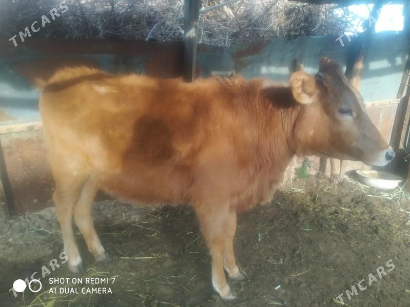 unajyn - Чарджоу - img 1