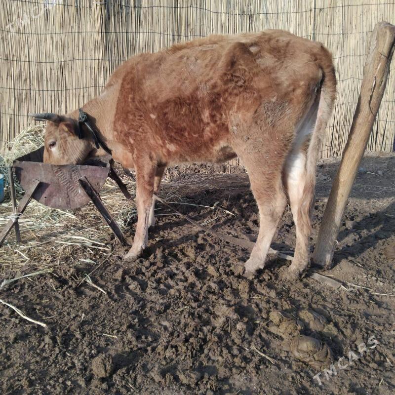 sygyr - Бабадайхан - img 1