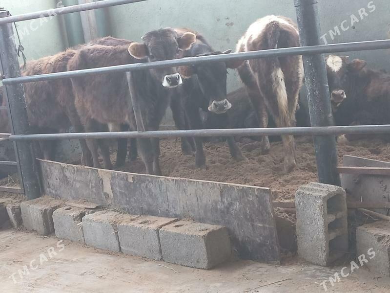 sibes.okizler - Бузмеин - img 1