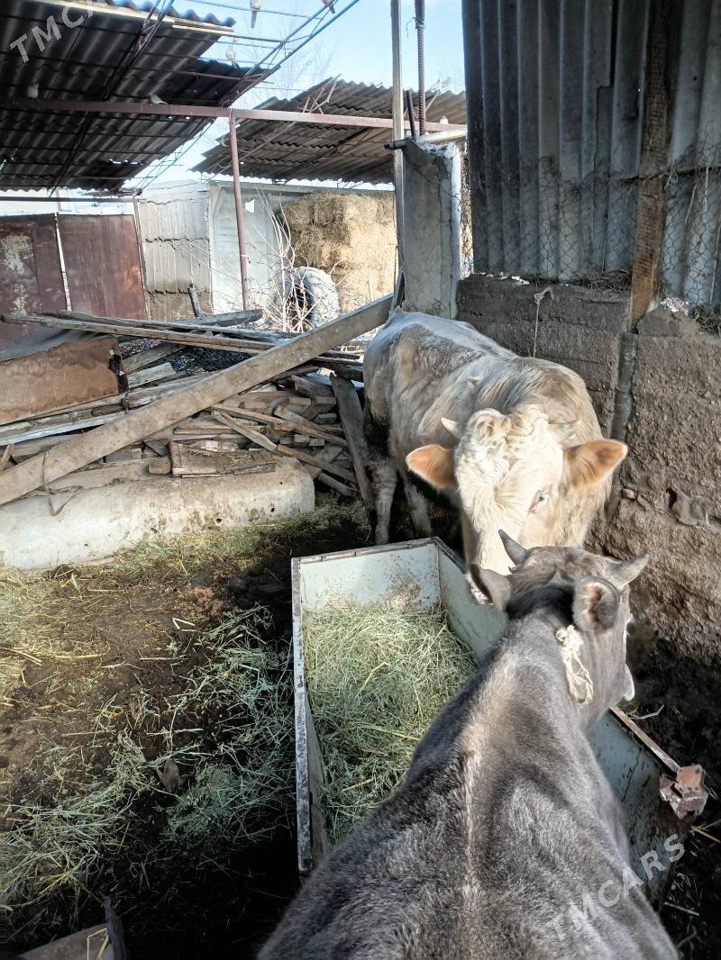 öküz - Ýaşlyk - img 1