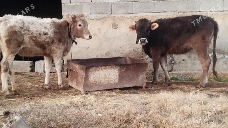 TOHUM TÜWE - Бахарден - img 1