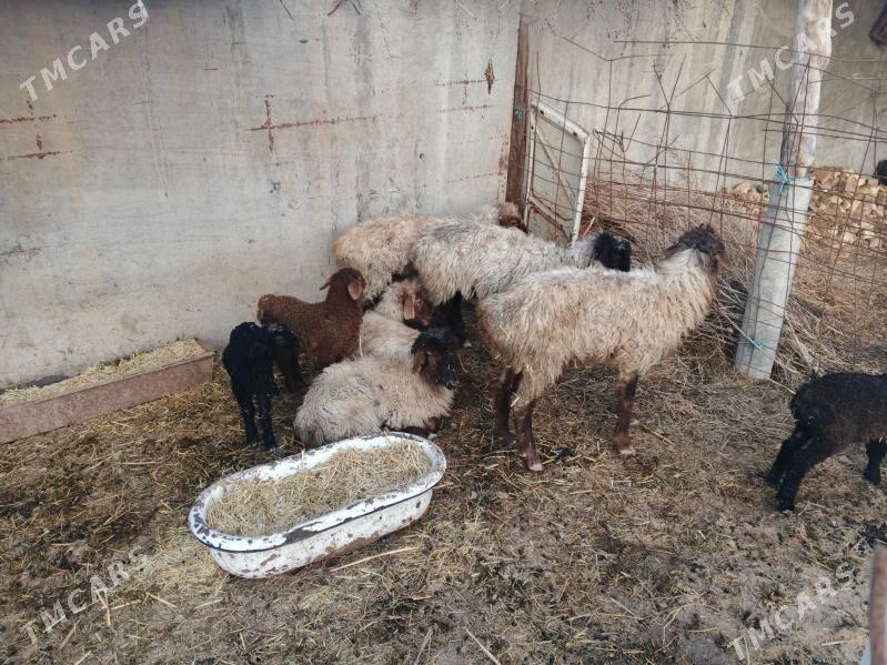 Guzly goÿyn - Tejen - img 1