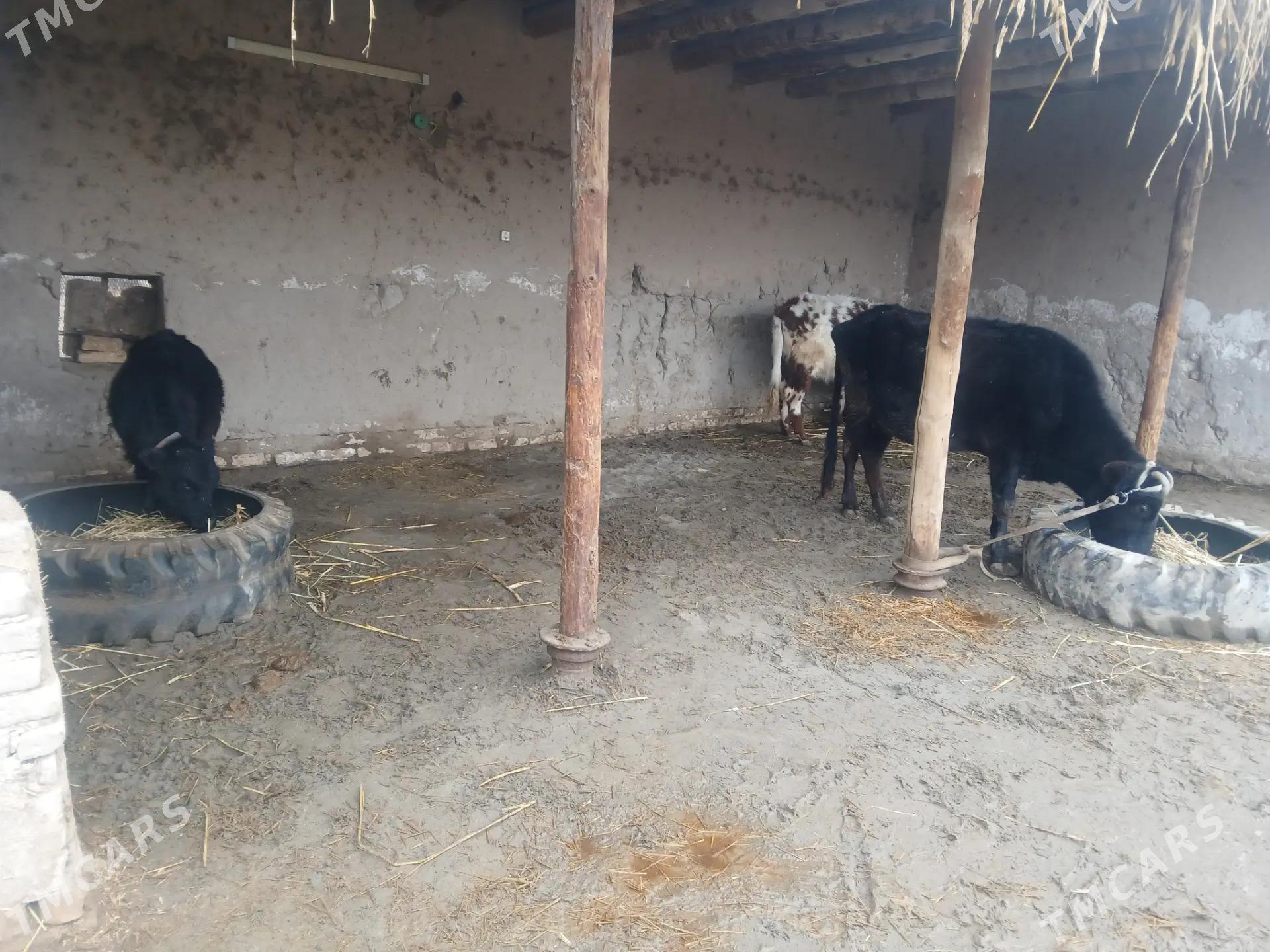 sagym sygyr okuz wa gaçar - Şabat etr. - img 1