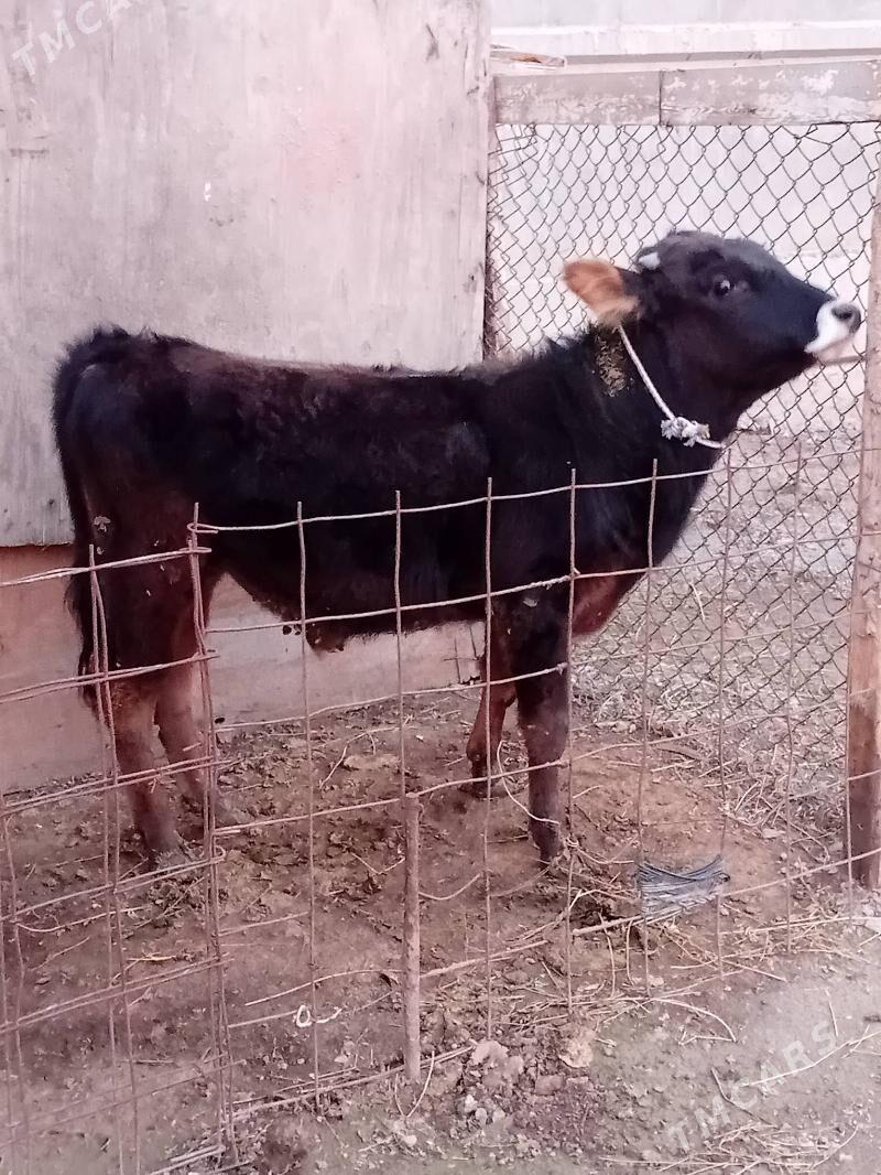 iki öküz şwes - Büzmeýin - img 1