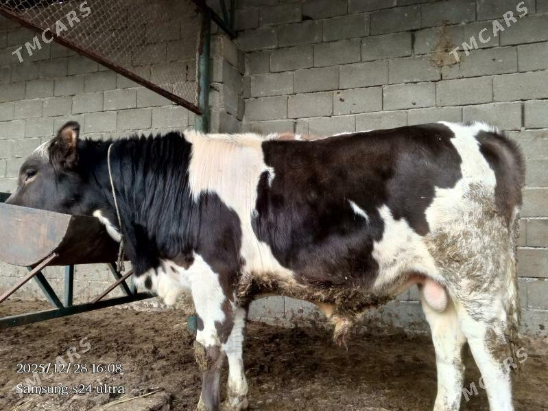 Gbrit öküz - Gökdepe - img 1