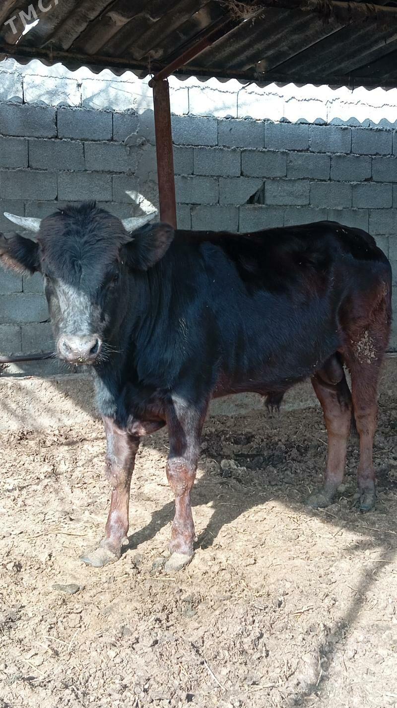 öküz - Gökdepe - img 1