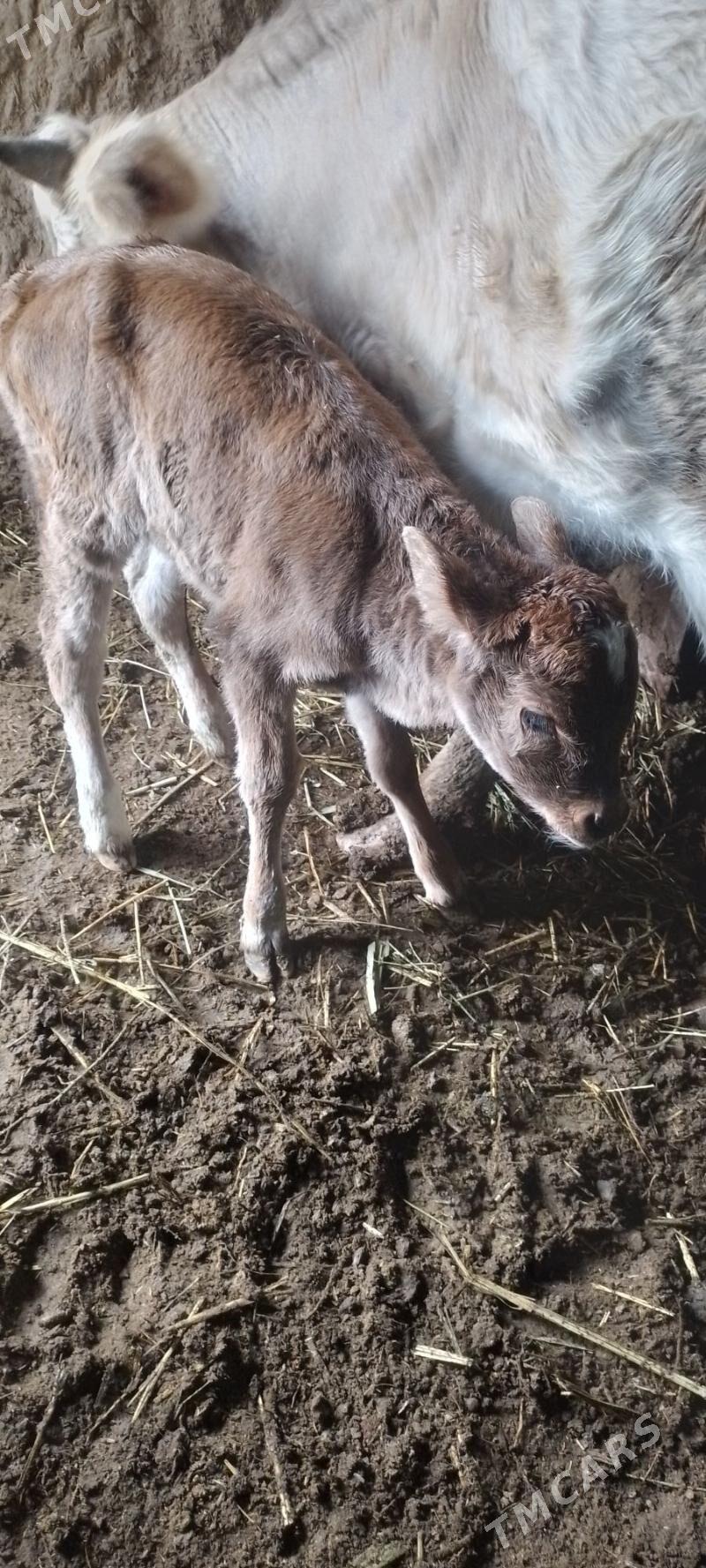 Gole tuwejik - Bäherden - img 1