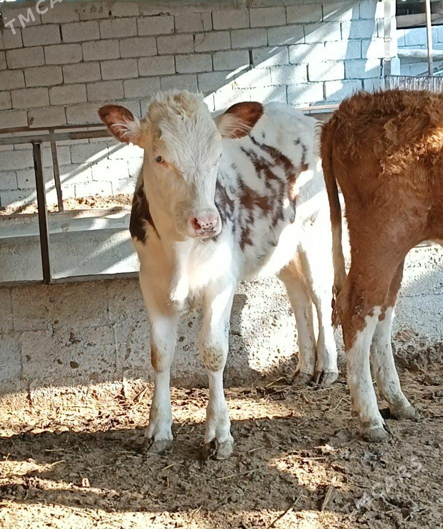 Simintal tüwe - Бузмеин - img 1