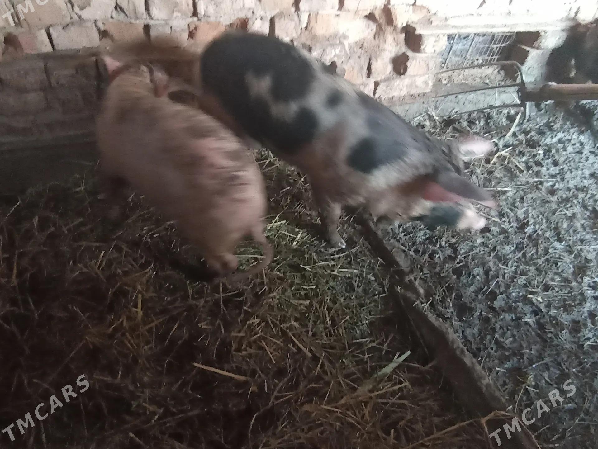 Donuz - Фарап - img 1