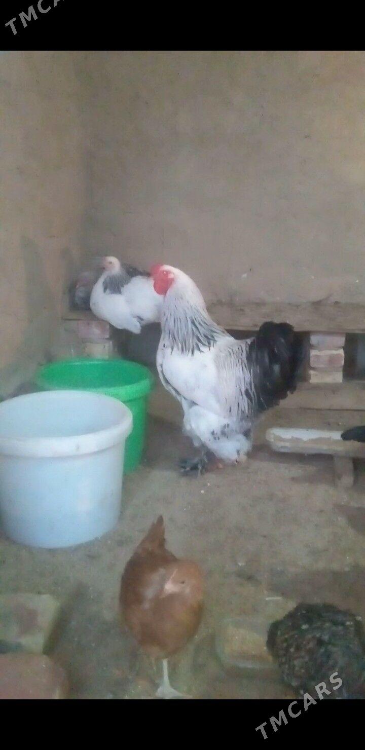 horaz - Кипджак - img 1