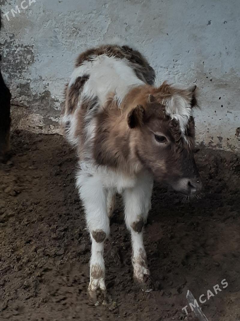 гачар - Балканабат - img 1