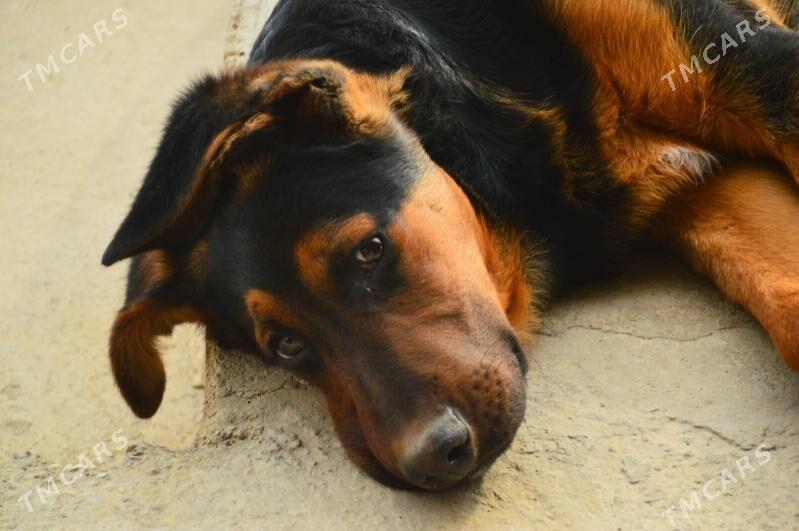 Отдам в добрые руки - Балканабат - img 1