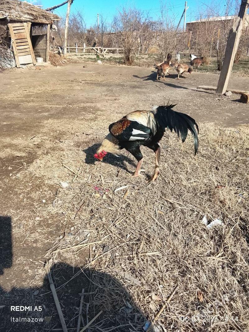 BAÝSOK HORAZ - Dänew - img 1