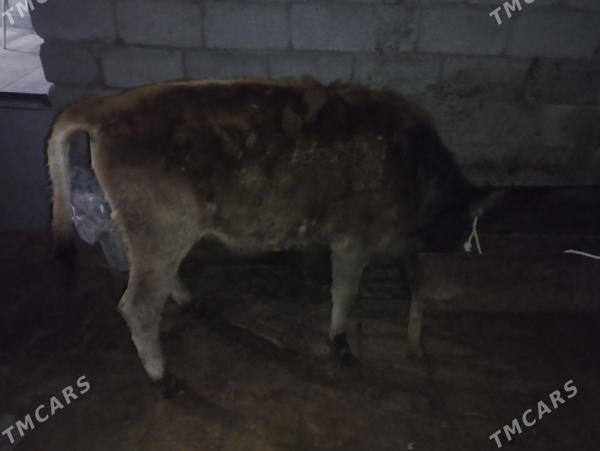 tuwe - Ак-Бугдайский этрап - img 1