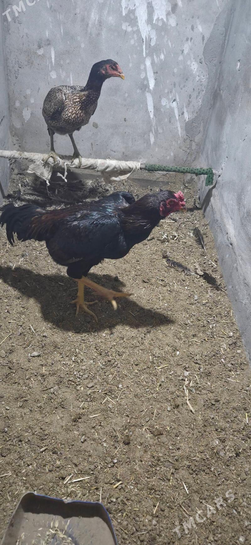 Baysy horaz - Saýat - img 1