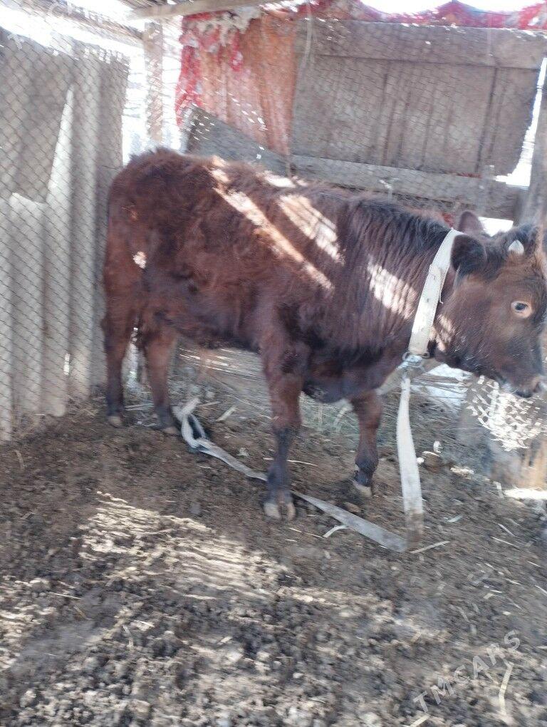 okuz, 11 aýlyk - Мары - img 1