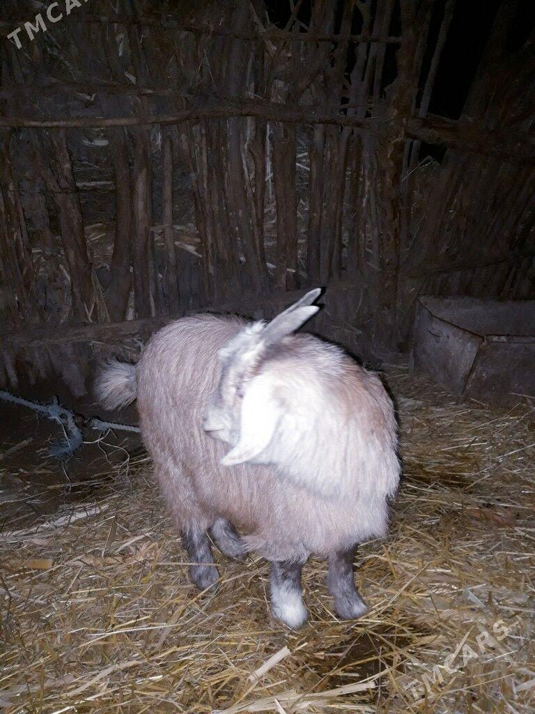 Owlak geci - Saýat - img 1