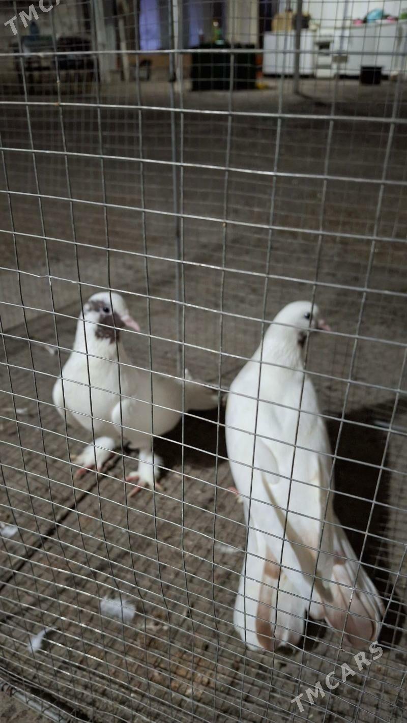 Kepderi bakinskiy - Gagarin köç, köne Howa menzili - img 1