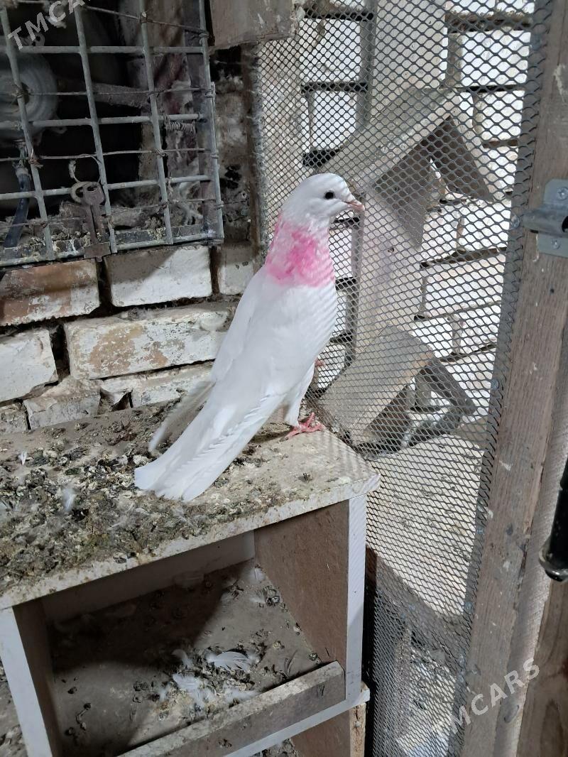 Kepderi - Ашхабад - img 1