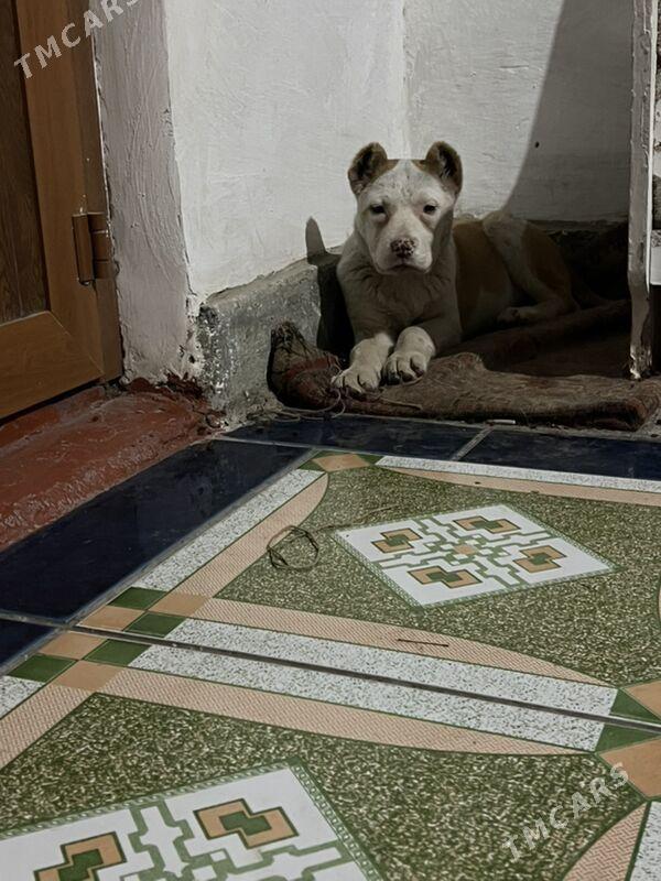 Arassa pitbul gujuk - Хитровка - img 1