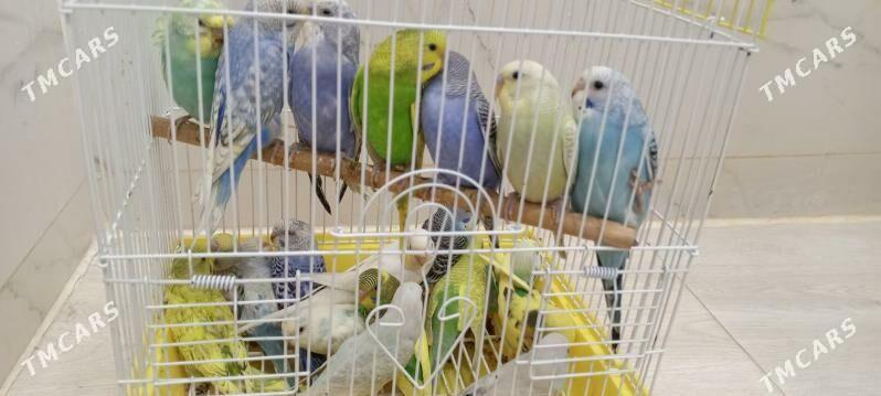 Popugay - Ашхабад - img 1