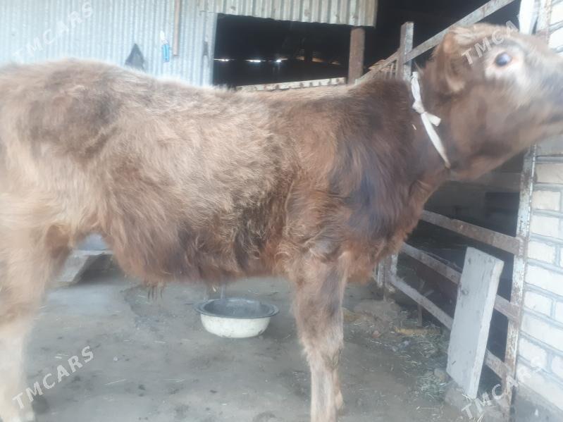 Öküz - Векильбазар - img 1