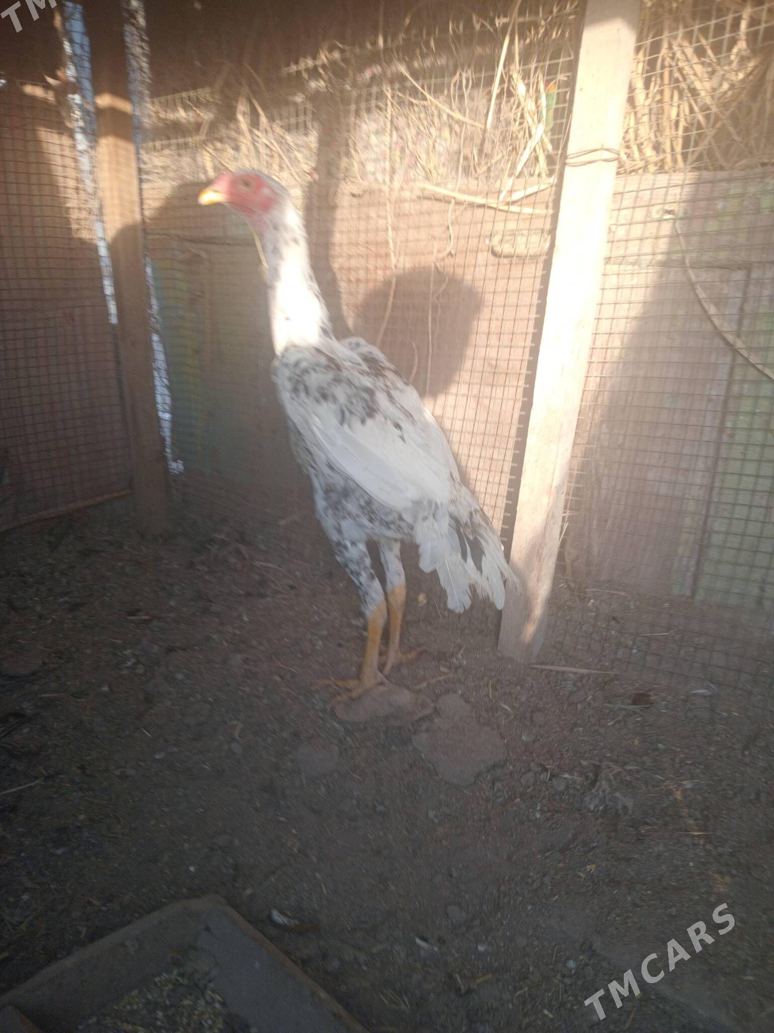 samo juje - Фарап - img 1