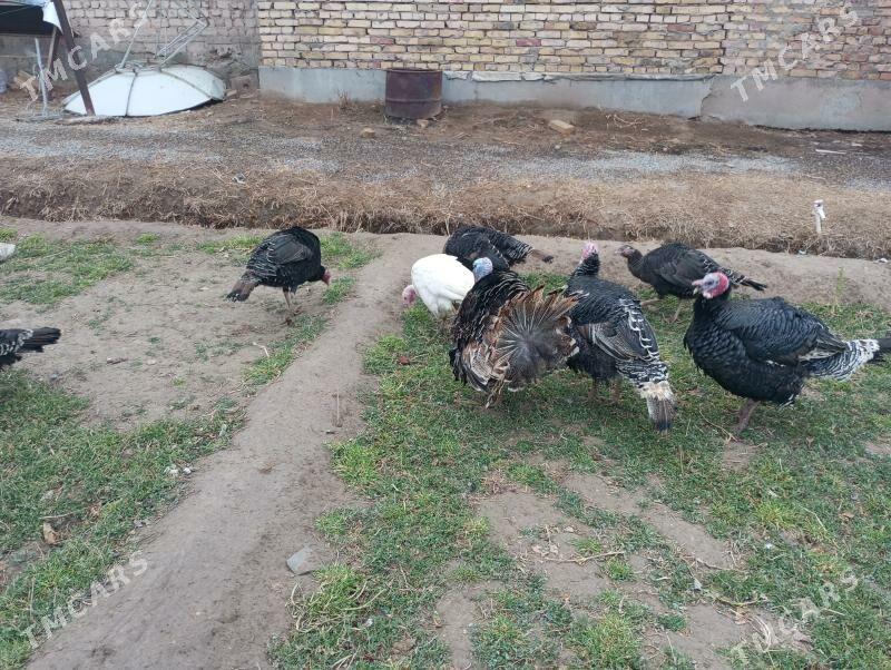 сатлык индуклар - Туркменабат - img 1