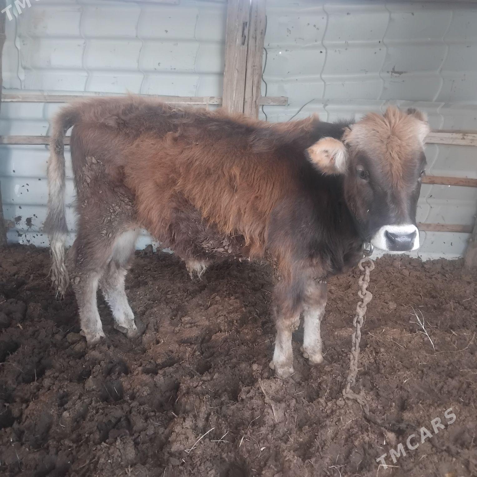 okuz swes - Mary - img 1