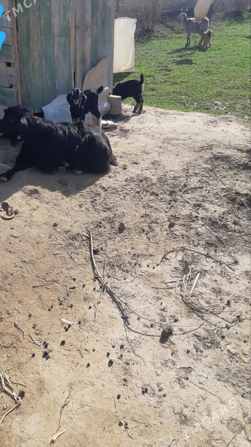 ekiz we yalky owlakly geci - Türkmengala - img 1