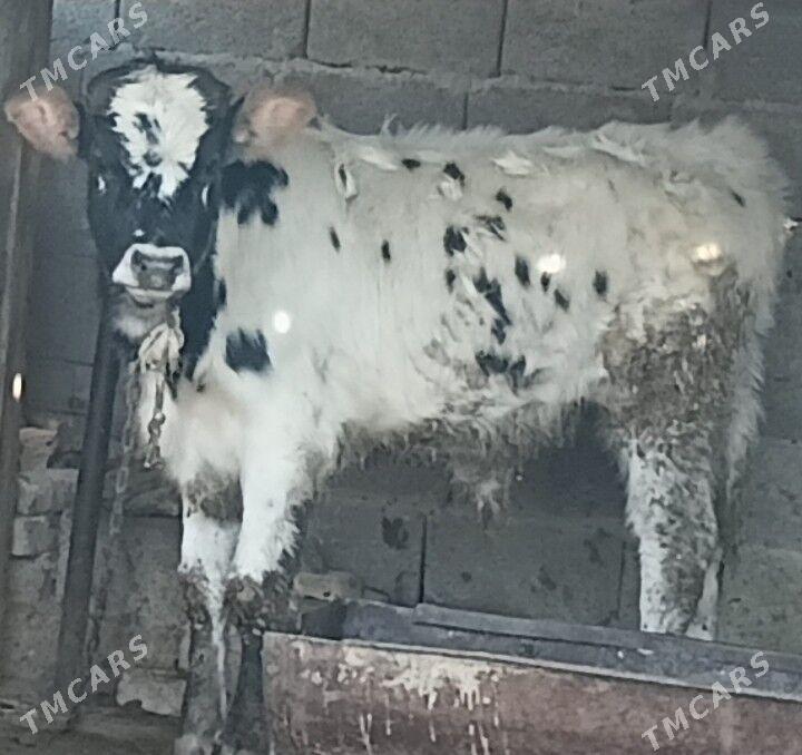 okuz - Бахарден - img 1