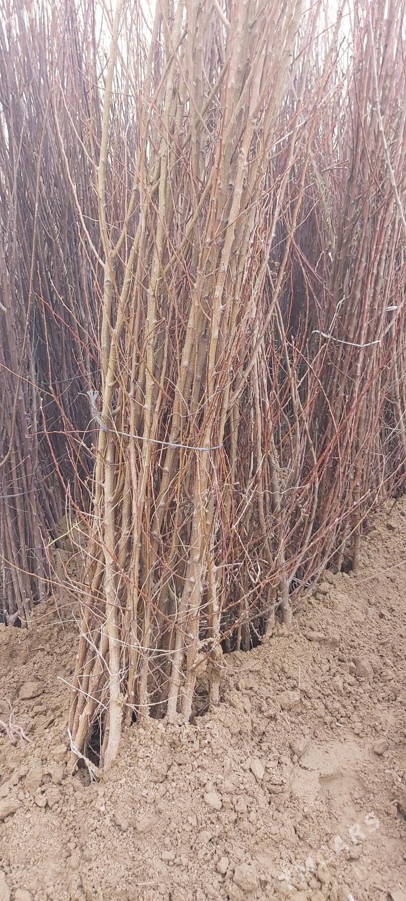 erik nahaly - Ашхабад - img 1