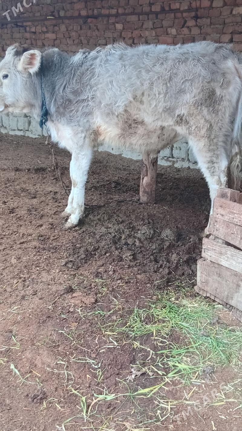 şwes tohum öküz - Бахарден - img 1