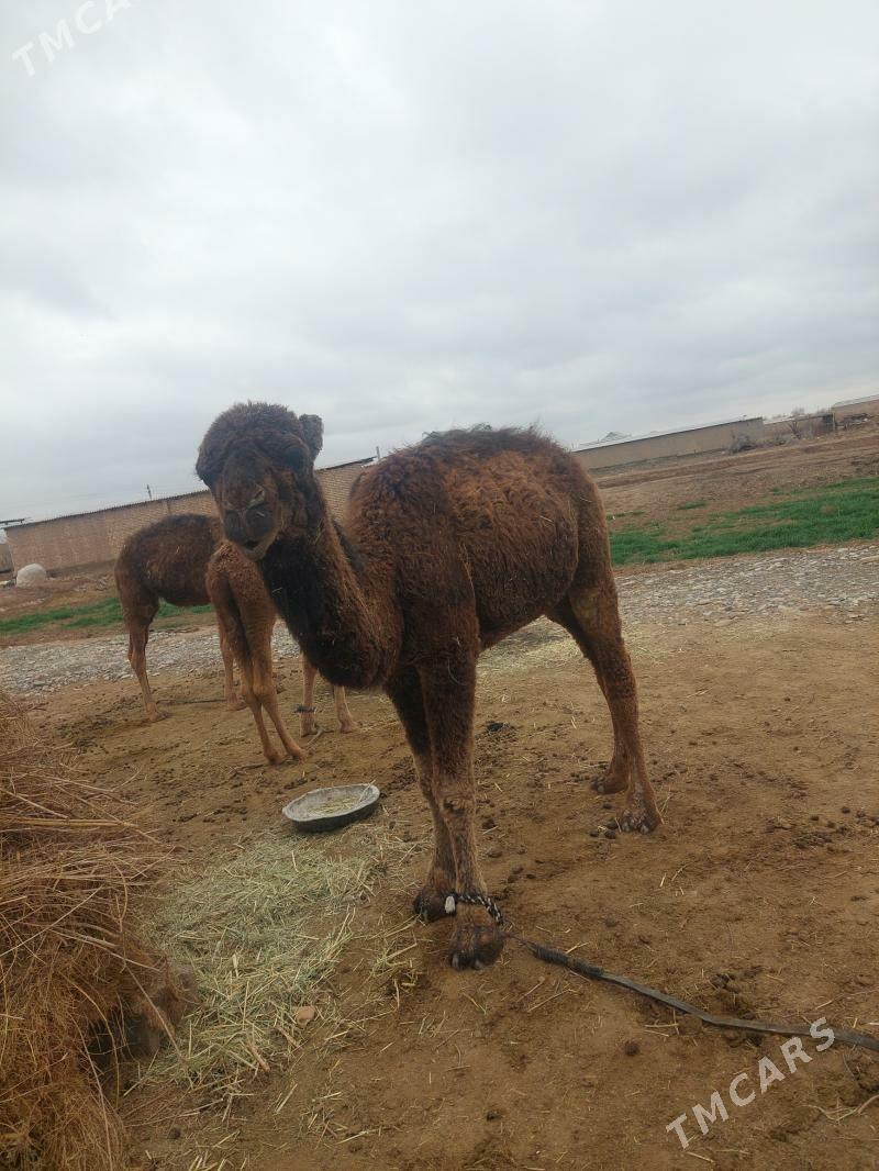 owşuk torum - Теджен - img 1