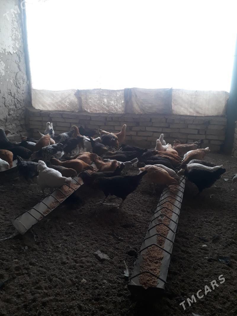 Juyje - Murgap - img 1