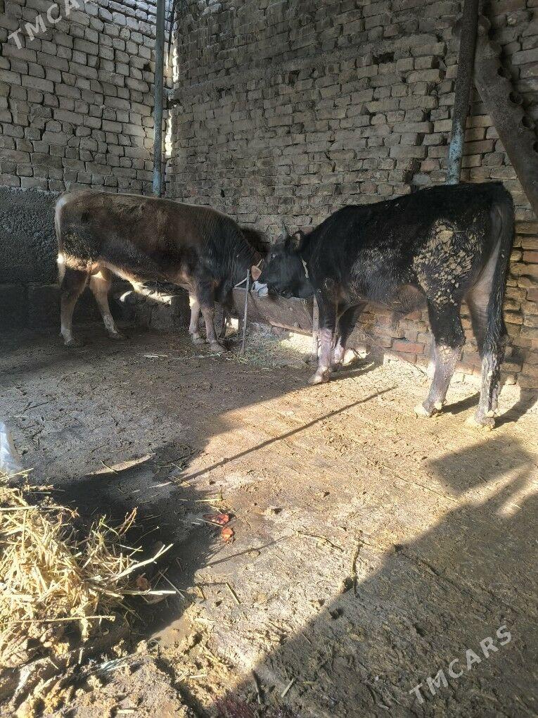 iki sany baklgy okuz - Aşgabat - img 1