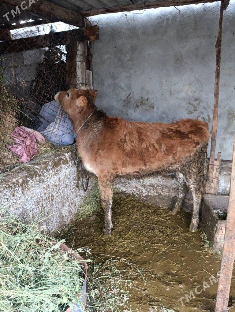 tuwe gole - Гёкдепе - img 1