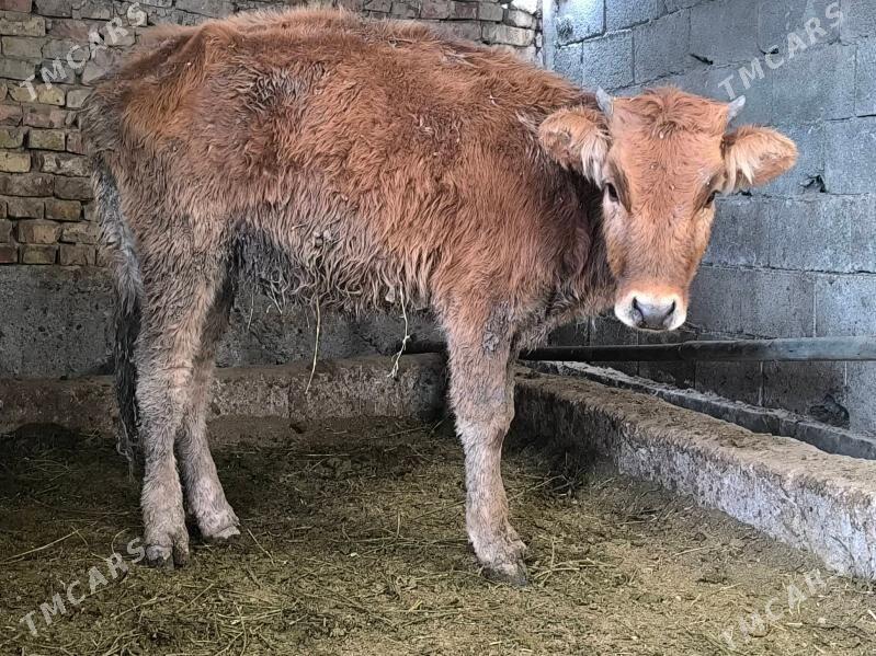 tüwe - Ашхабад - img 1