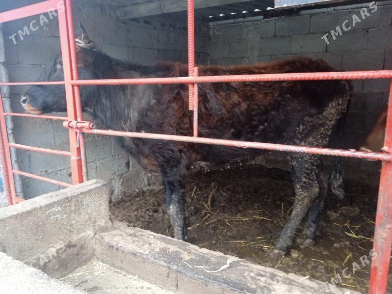 tuwe - Aşgabat - img 1